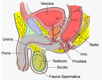 prostata2